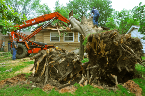 edison township nj tree removal