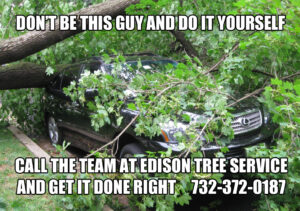 Iedison Tree Tree Service | Tree Removal | Basking Ridge NJ